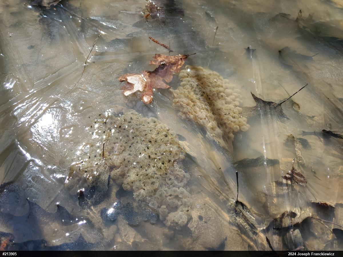 Wood Frog