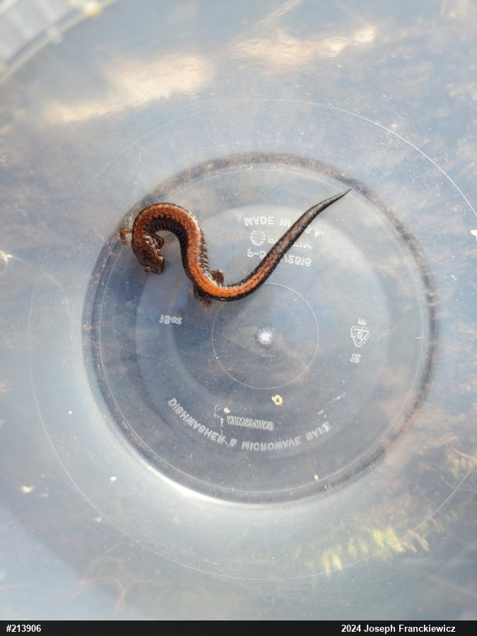 Eastern Red-backed  Salamander