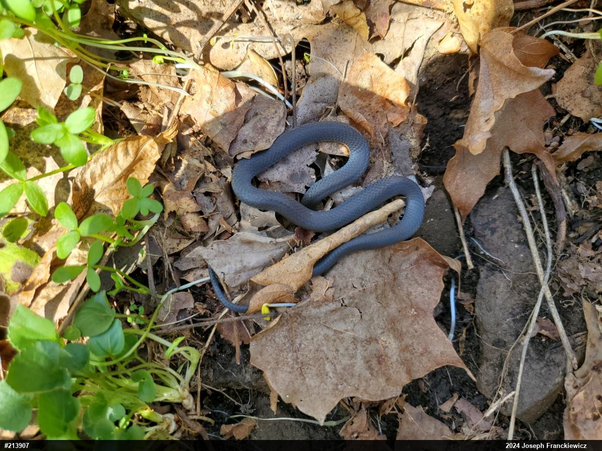 Northern Ring-necked Snake