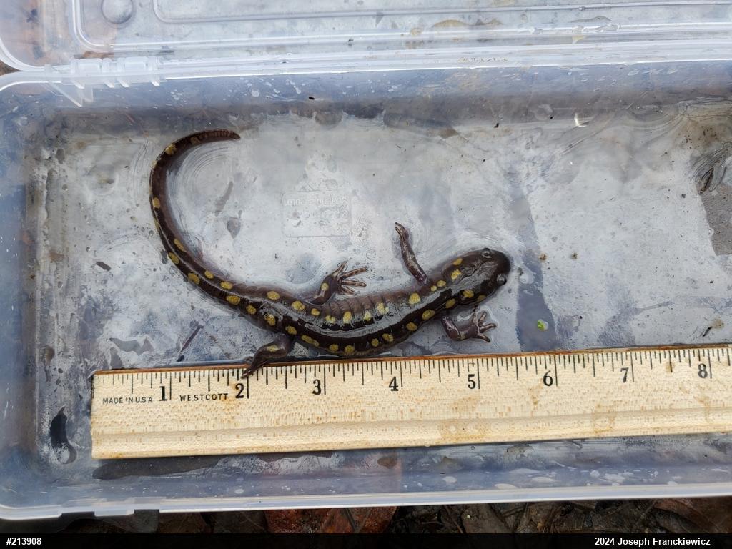 Spotted Salamander