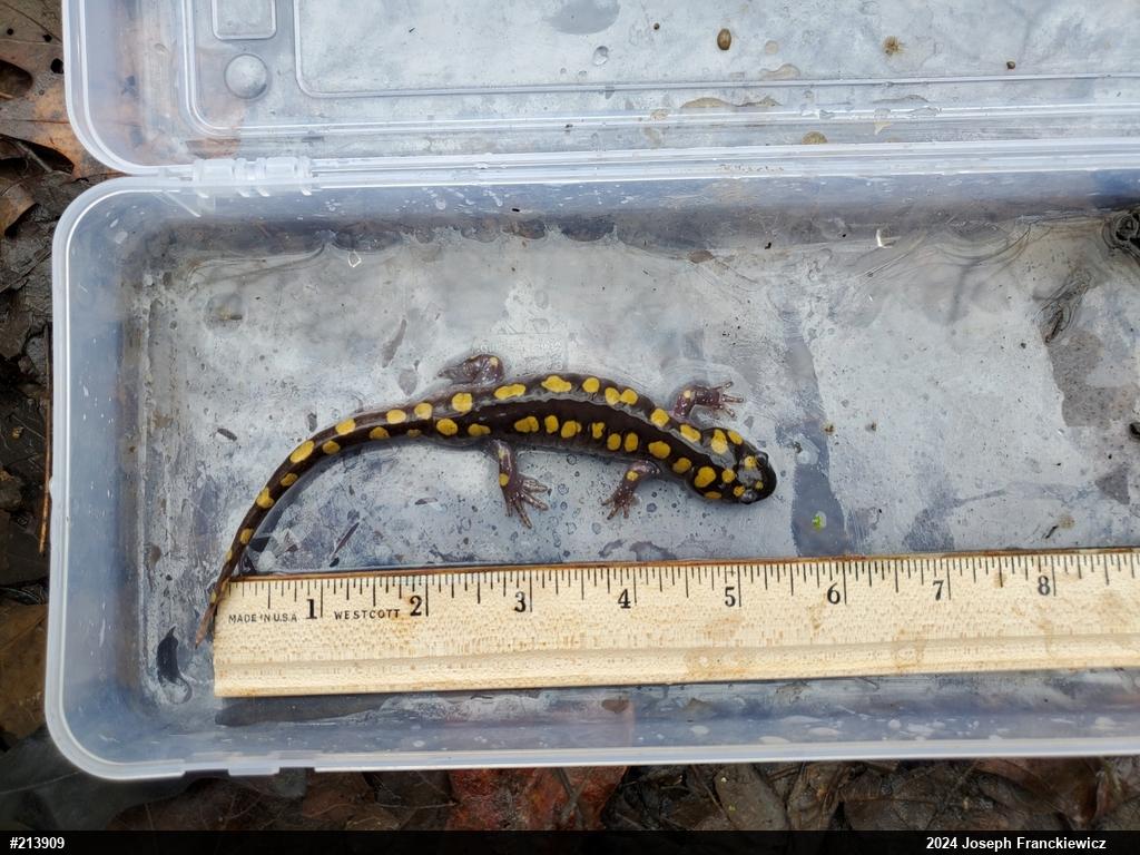 Spotted Salamander