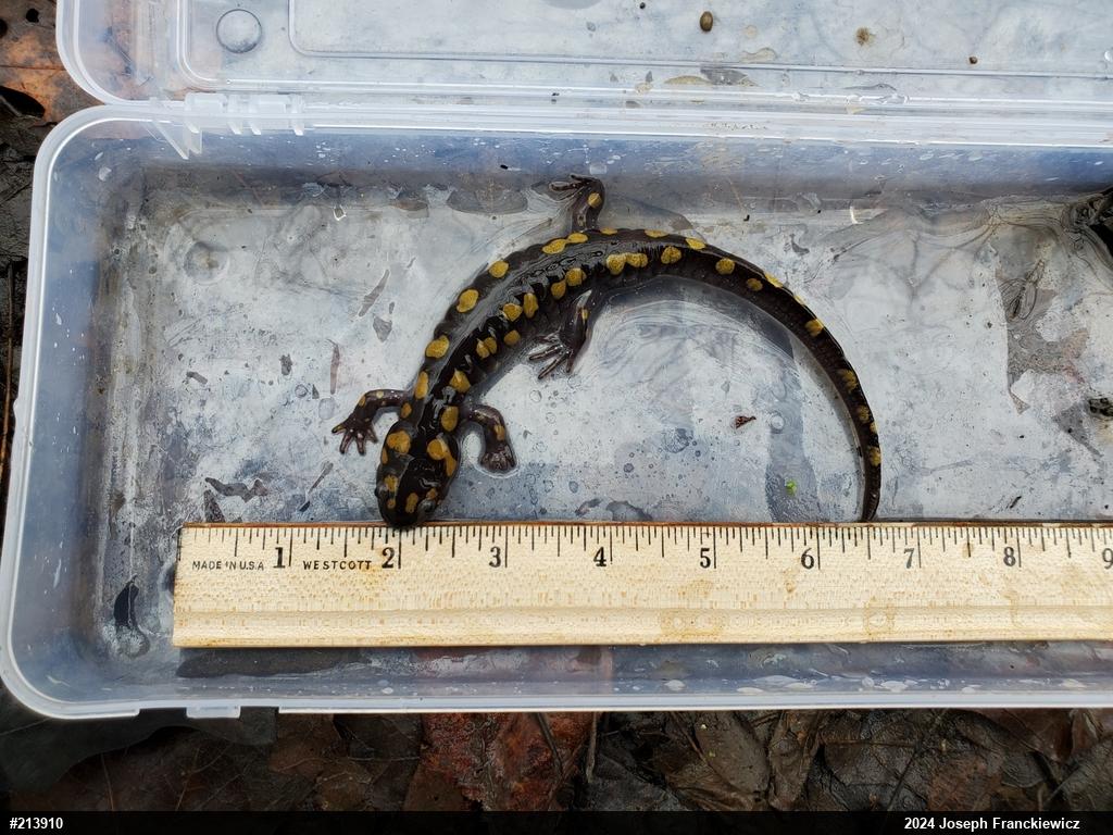 Spotted Salamander