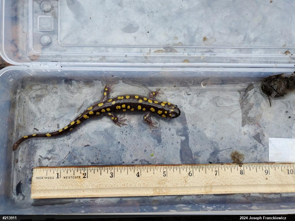 Spotted Salamander