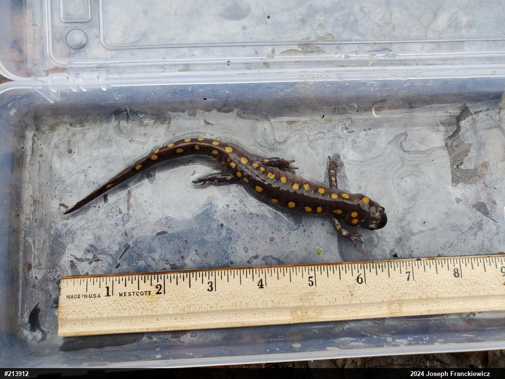 Spotted Salamander