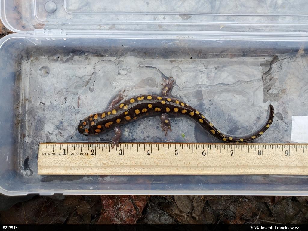 Spotted Salamander