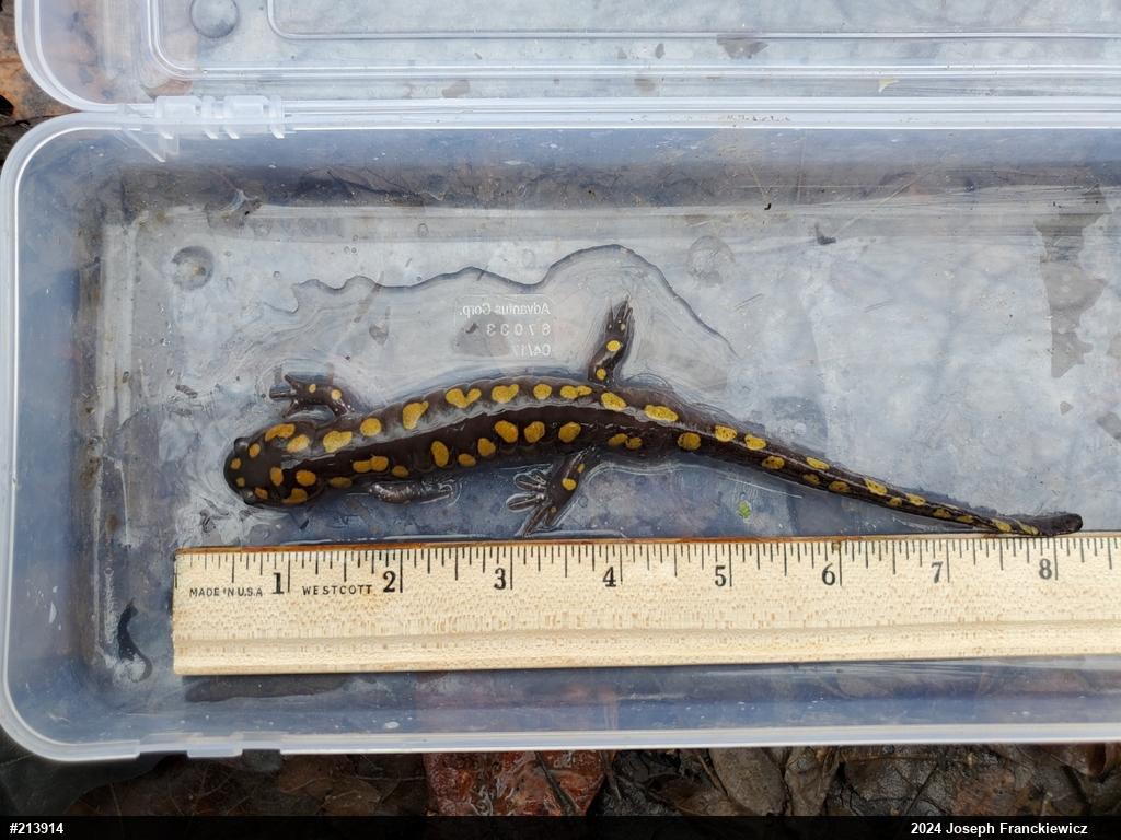 Spotted Salamander