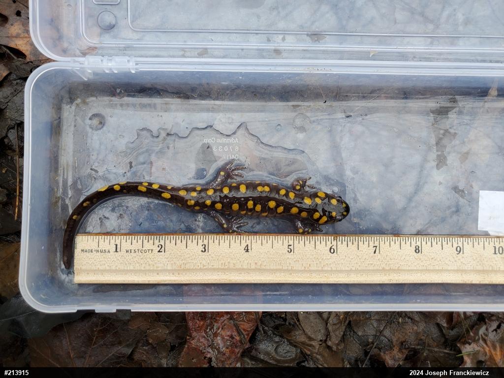 Spotted Salamander