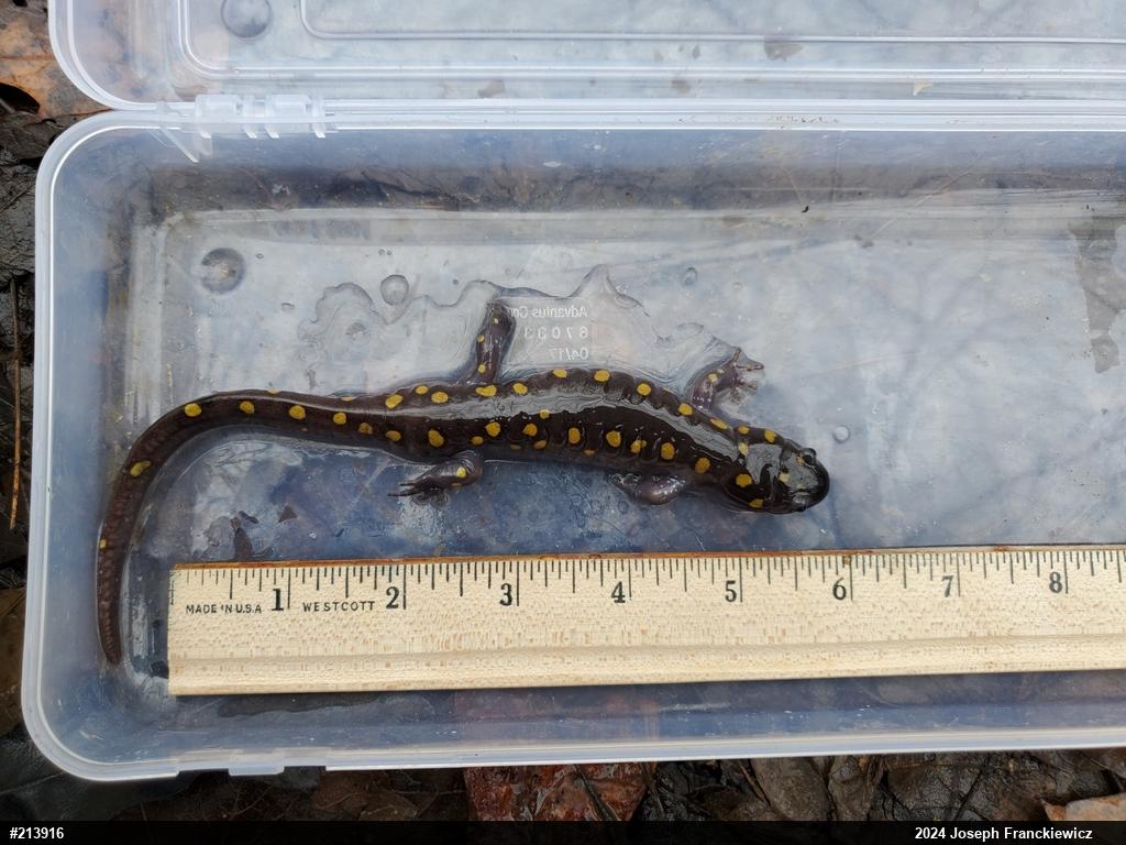 Spotted Salamander