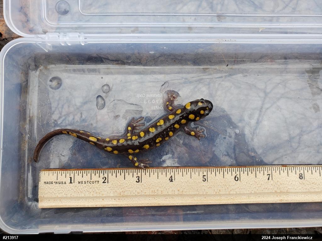 Spotted Salamander