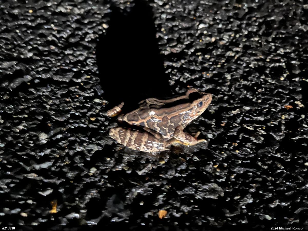 Pickerel Frog