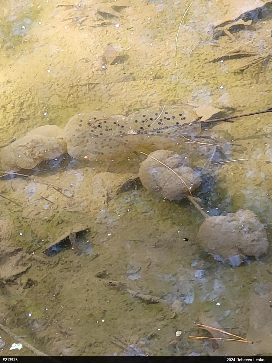 Spotted Salamander