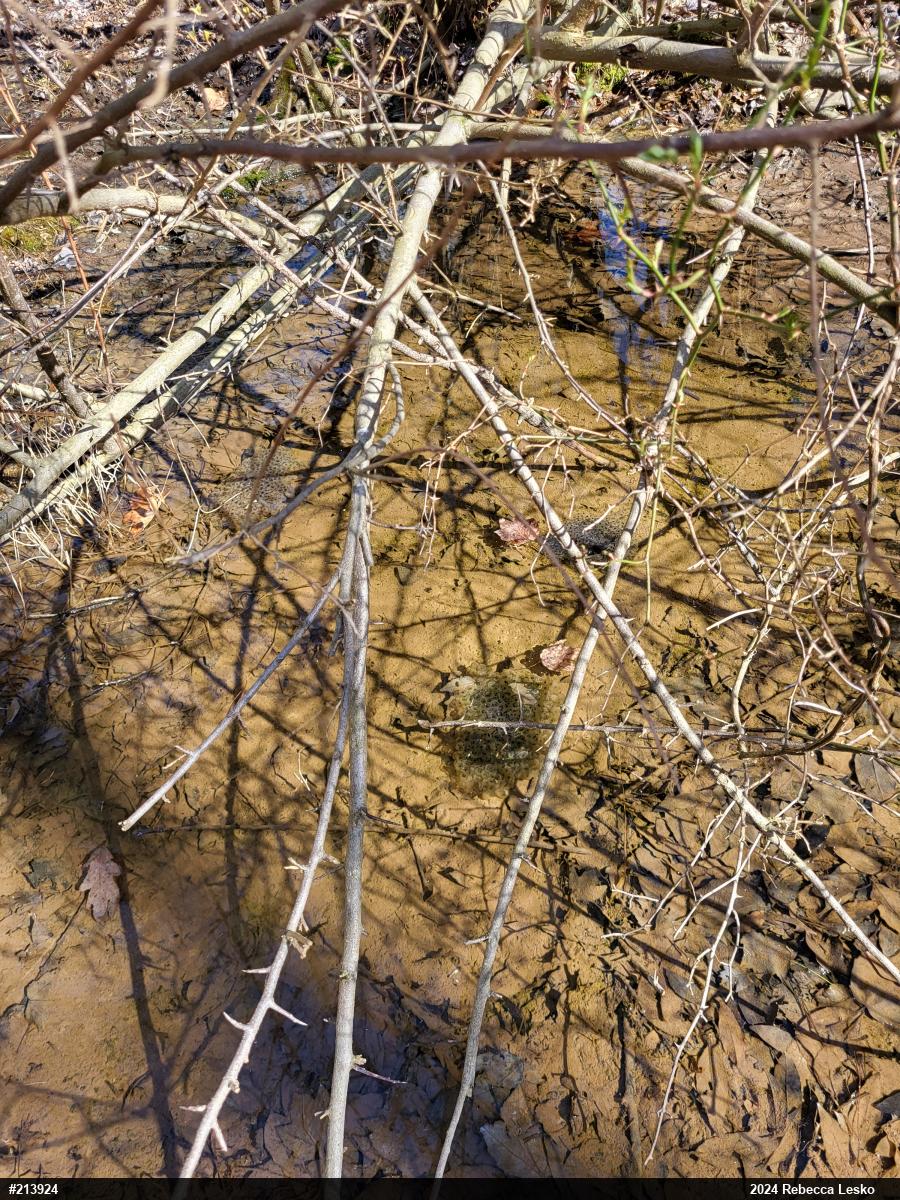 Wood Frog