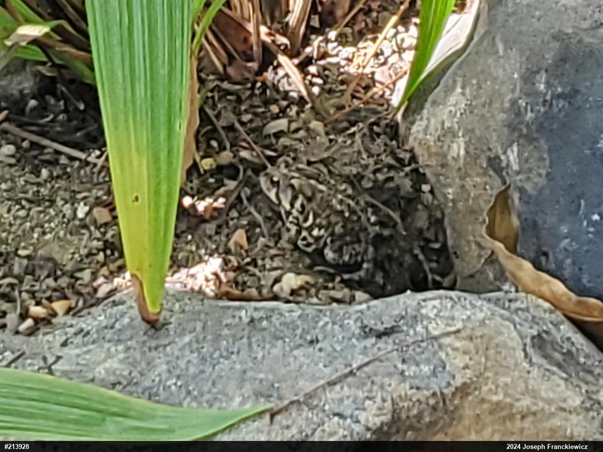 Eastern American Toad