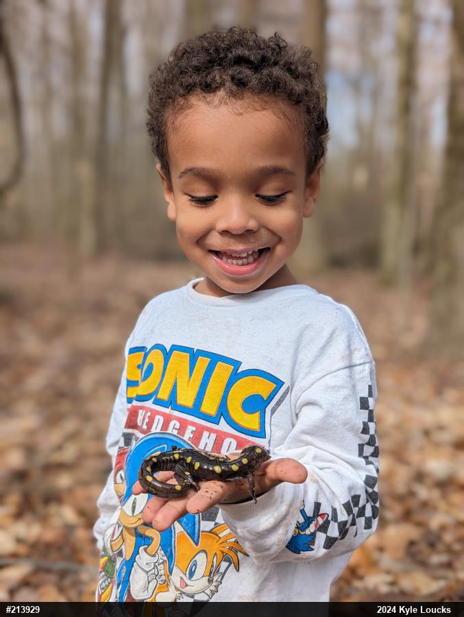 Spotted Salamander