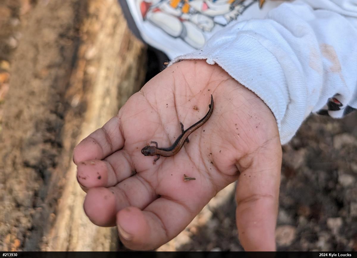 Eastern Red-backed  Salamander