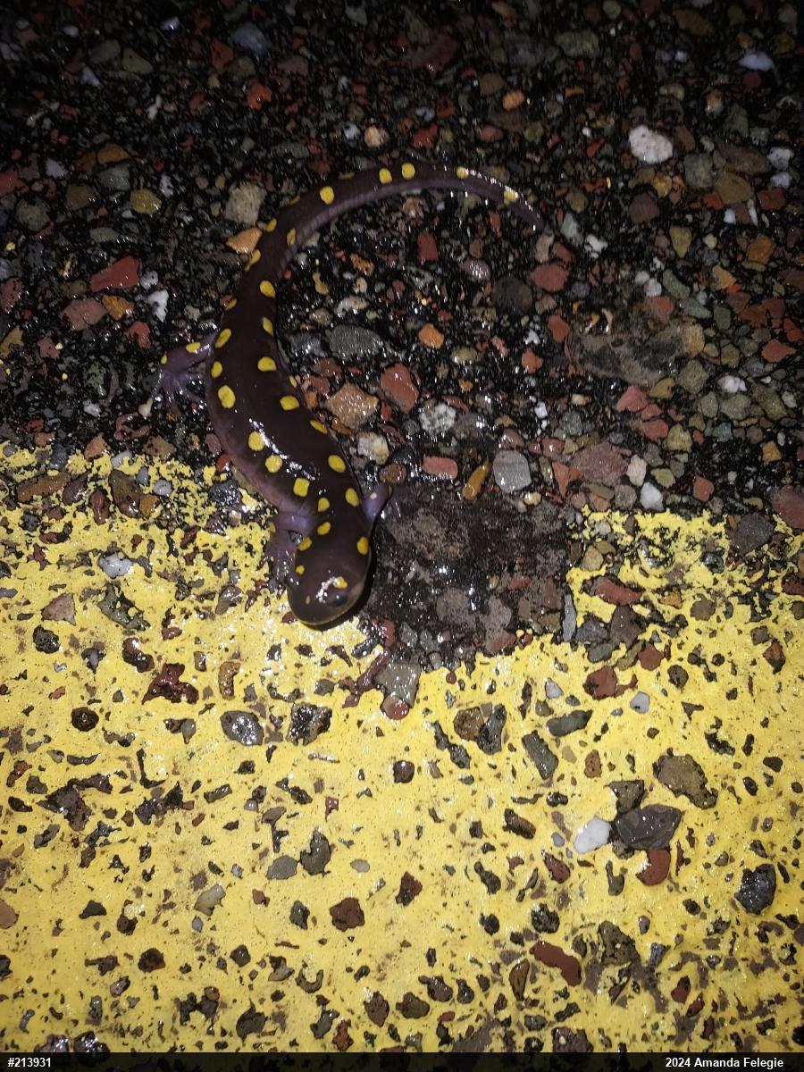 Spotted Salamander