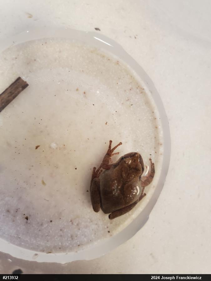 Spring Peeper