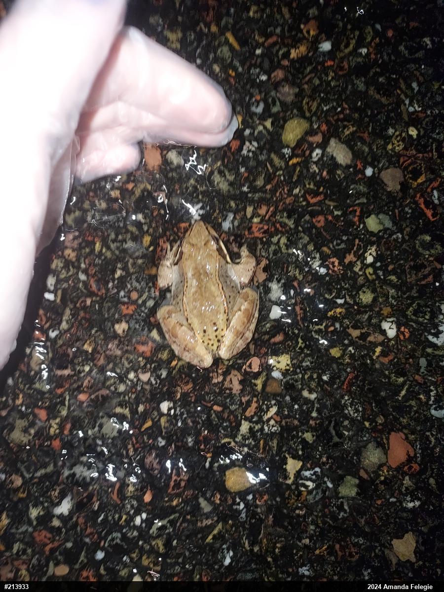 Wood Frog