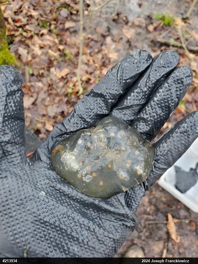 Spotted Salamander