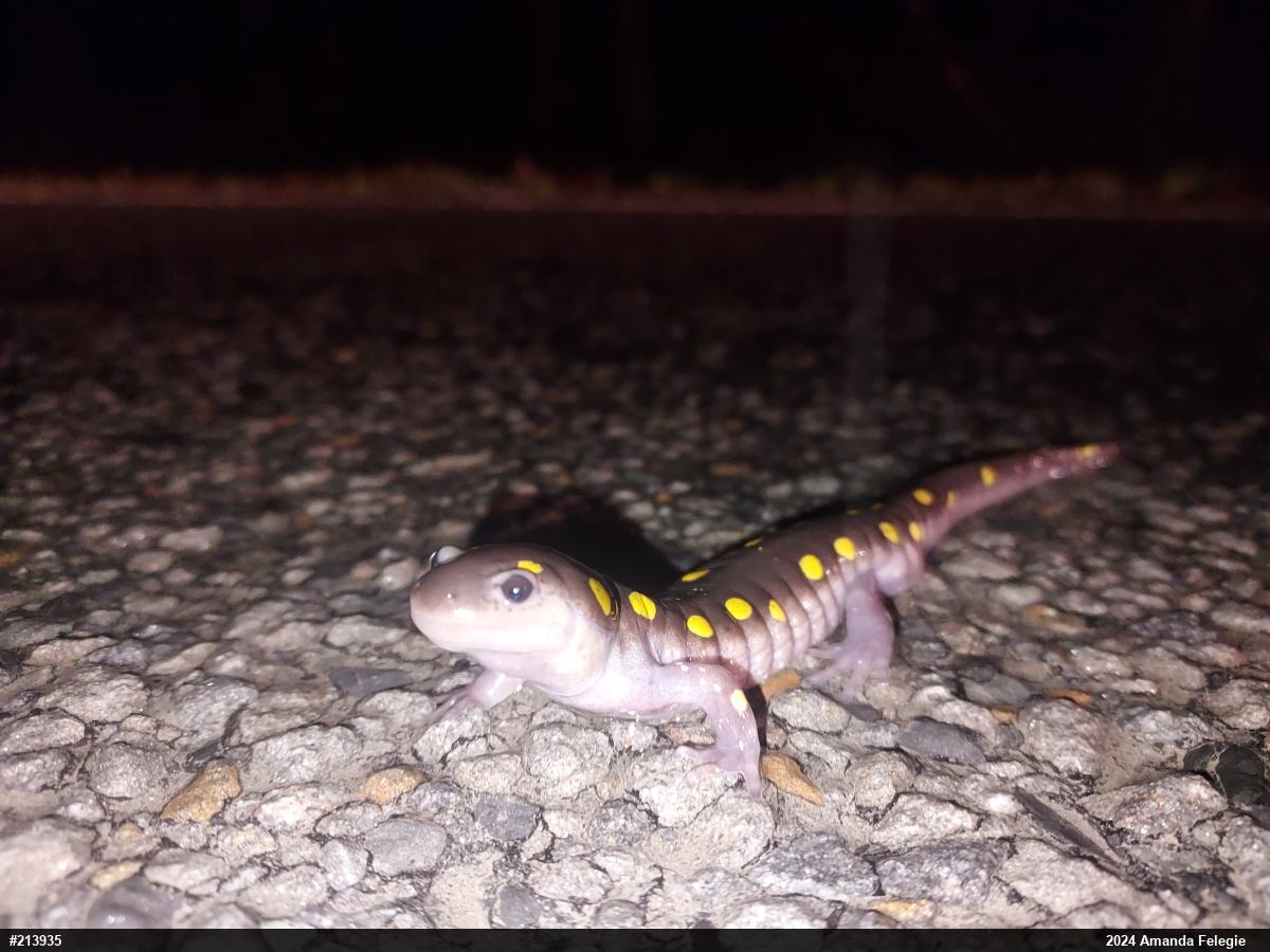 Spotted Salamander