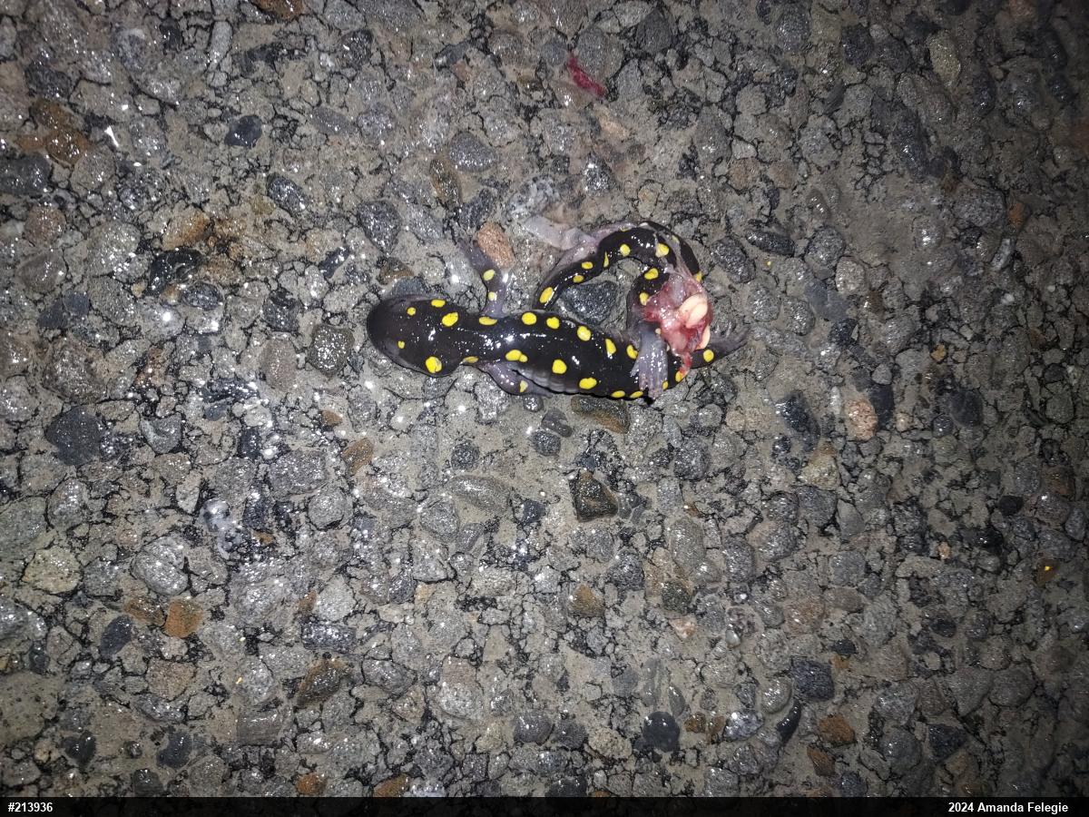 Spotted Salamander