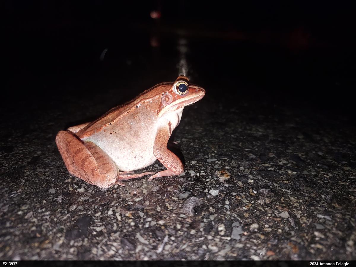 Wood Frog