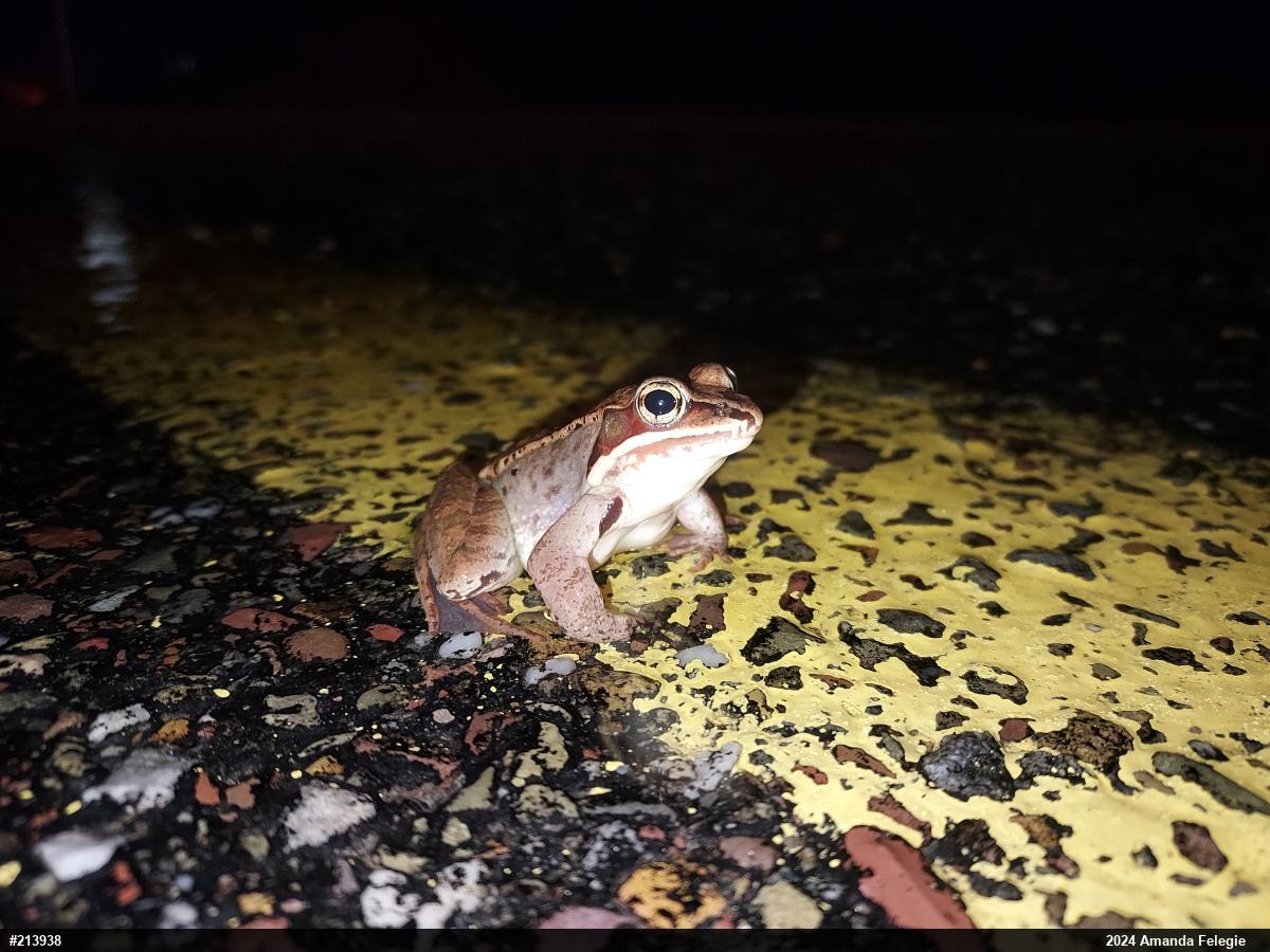 Wood Frog