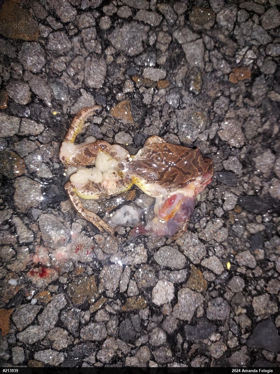 Spring Peeper