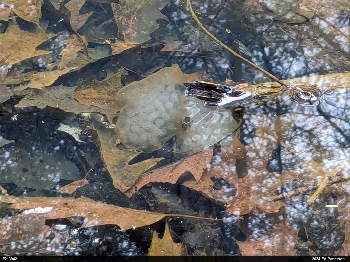 Spotted Salamander