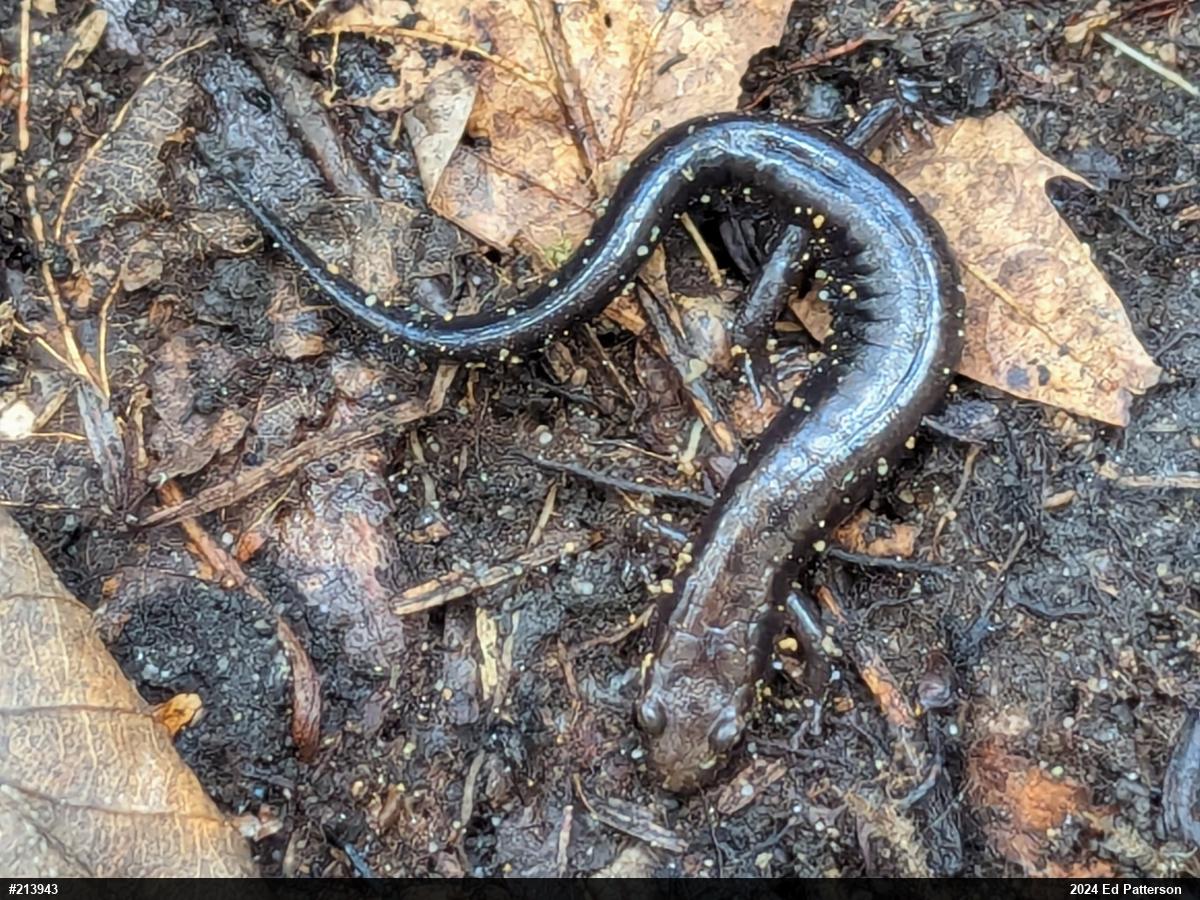 Allegheny Mountain Dusky Salamander