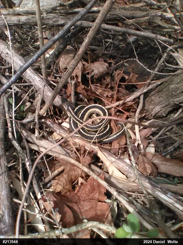 Eastern Gartersnake