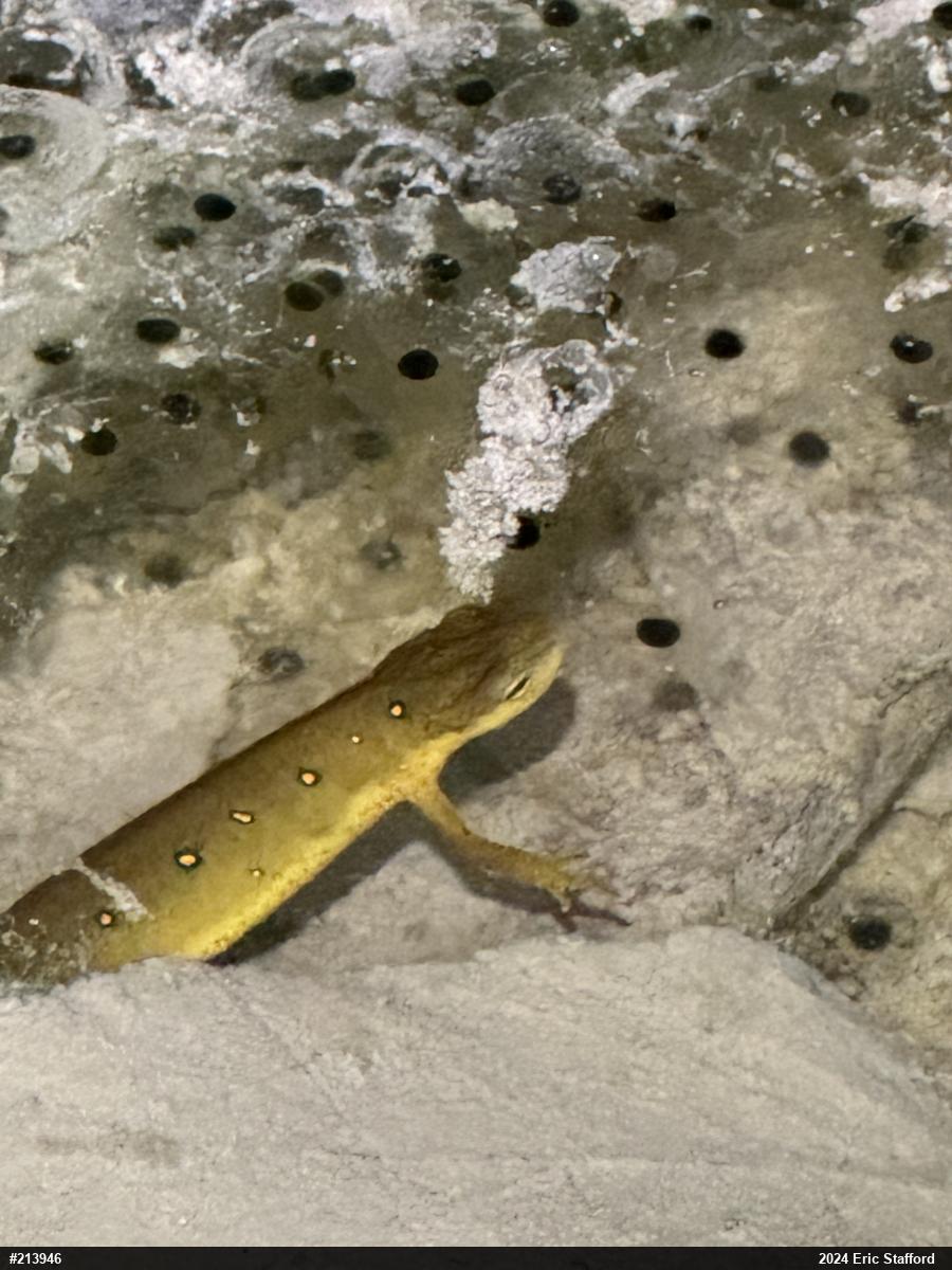 Red-spotted Newt