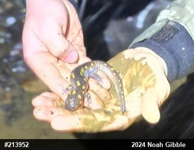 Spotted Salamander