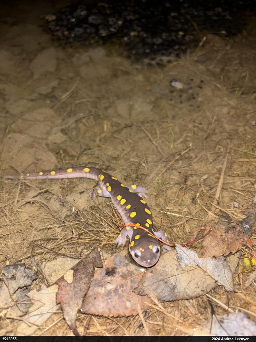 Spotted Salamander