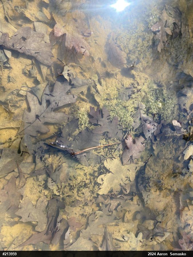 Wood Frog