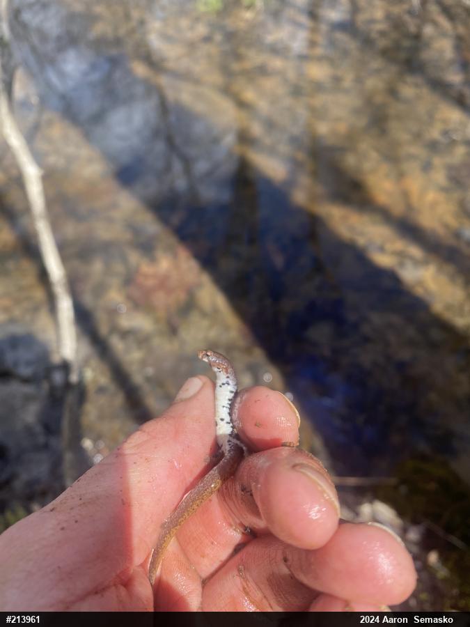 Four-toed Salamander