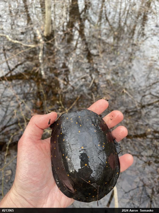 Spotted Turtle