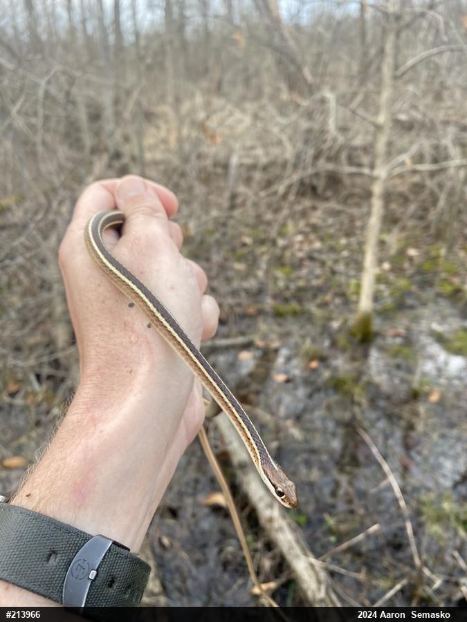 Common Ribbonsnake