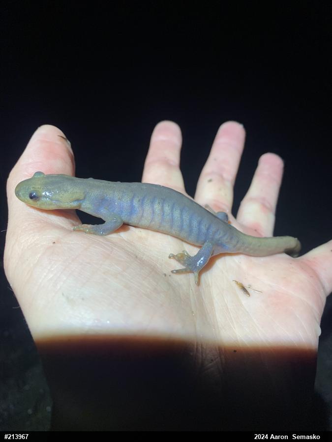 Jefferson Salamander