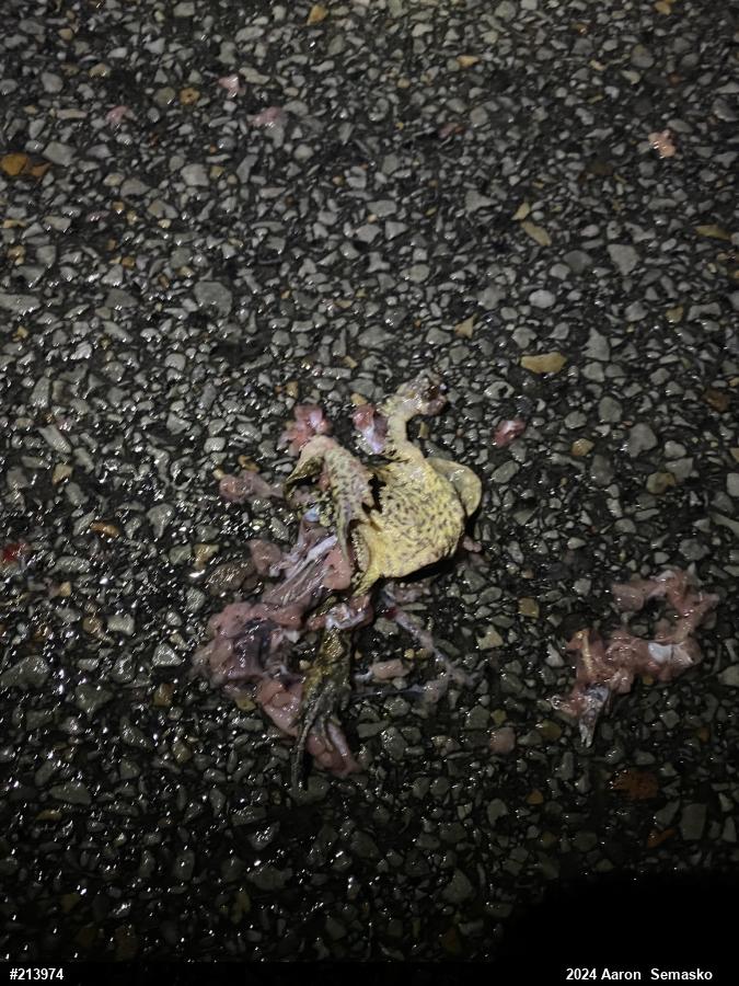 Eastern American Toad