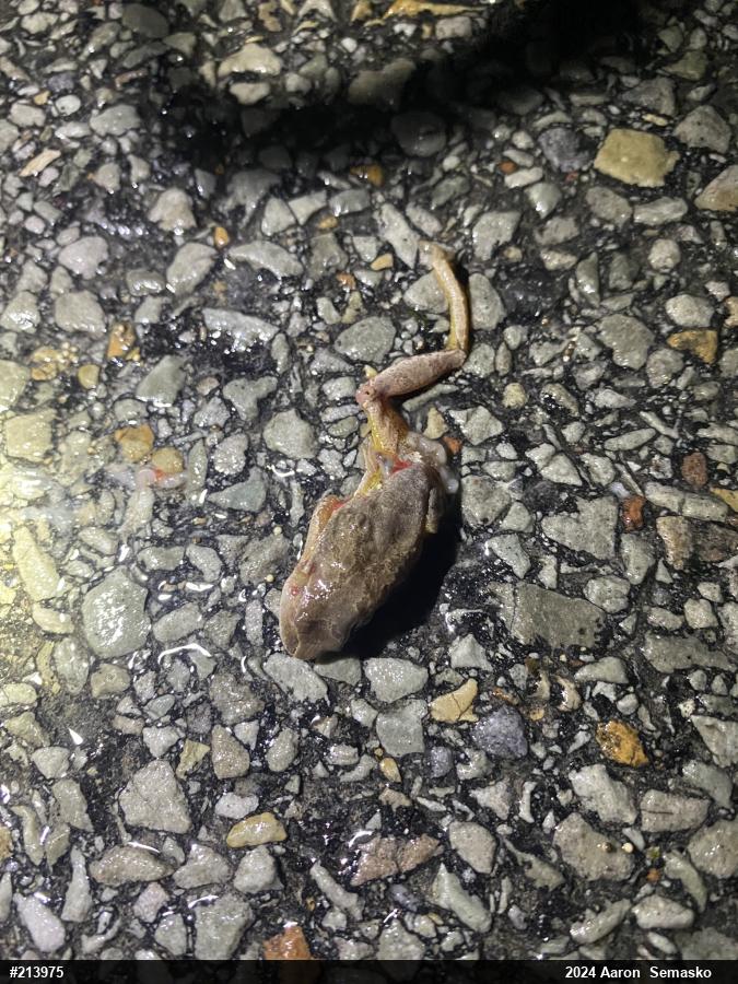 Spring Peeper