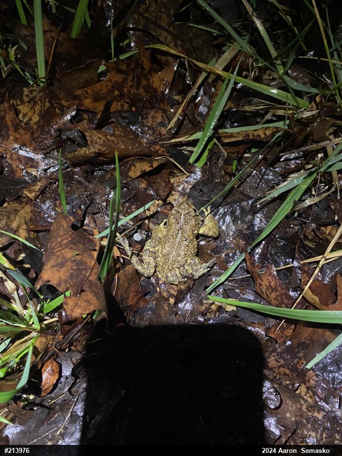 Eastern American Toad