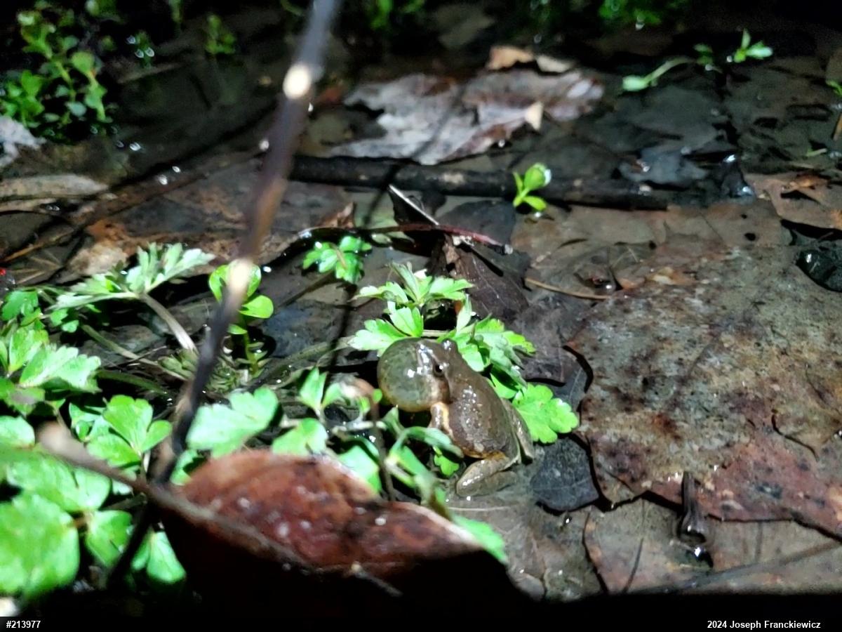 Spring Peeper