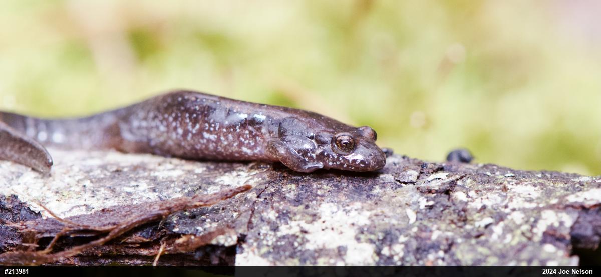 Northern Dusky Salamander