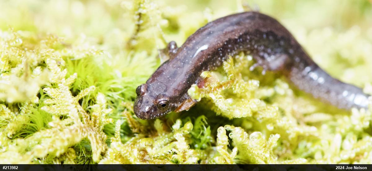 Allegheny Mountain Dusky Salamander