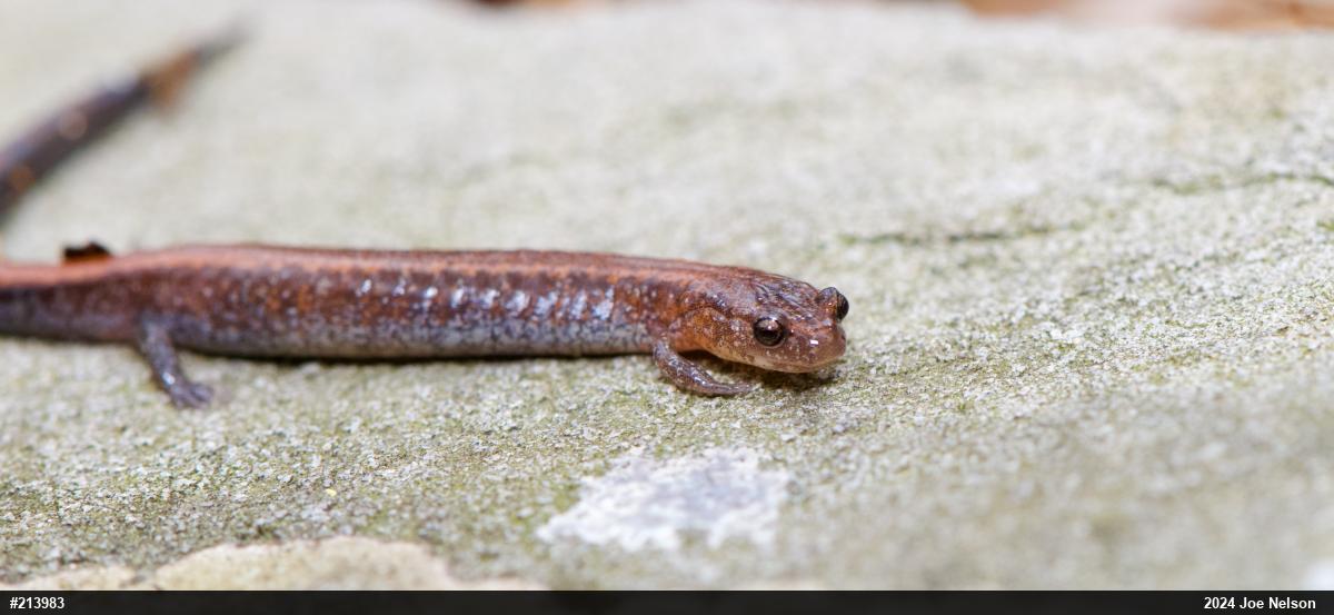 Eastern Red-backed  Salamander