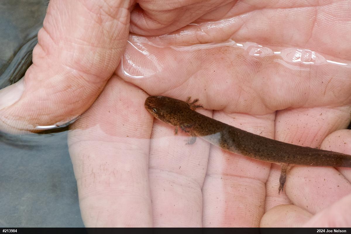 Northern Red Salamander