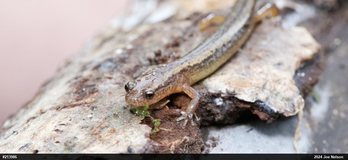 Northern Two-lined Salamander