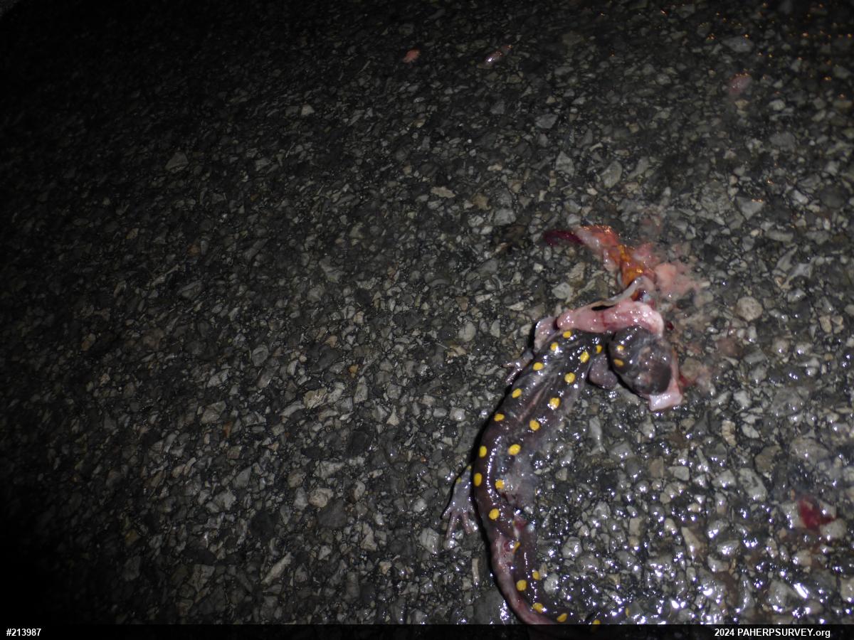 Spotted Salamander