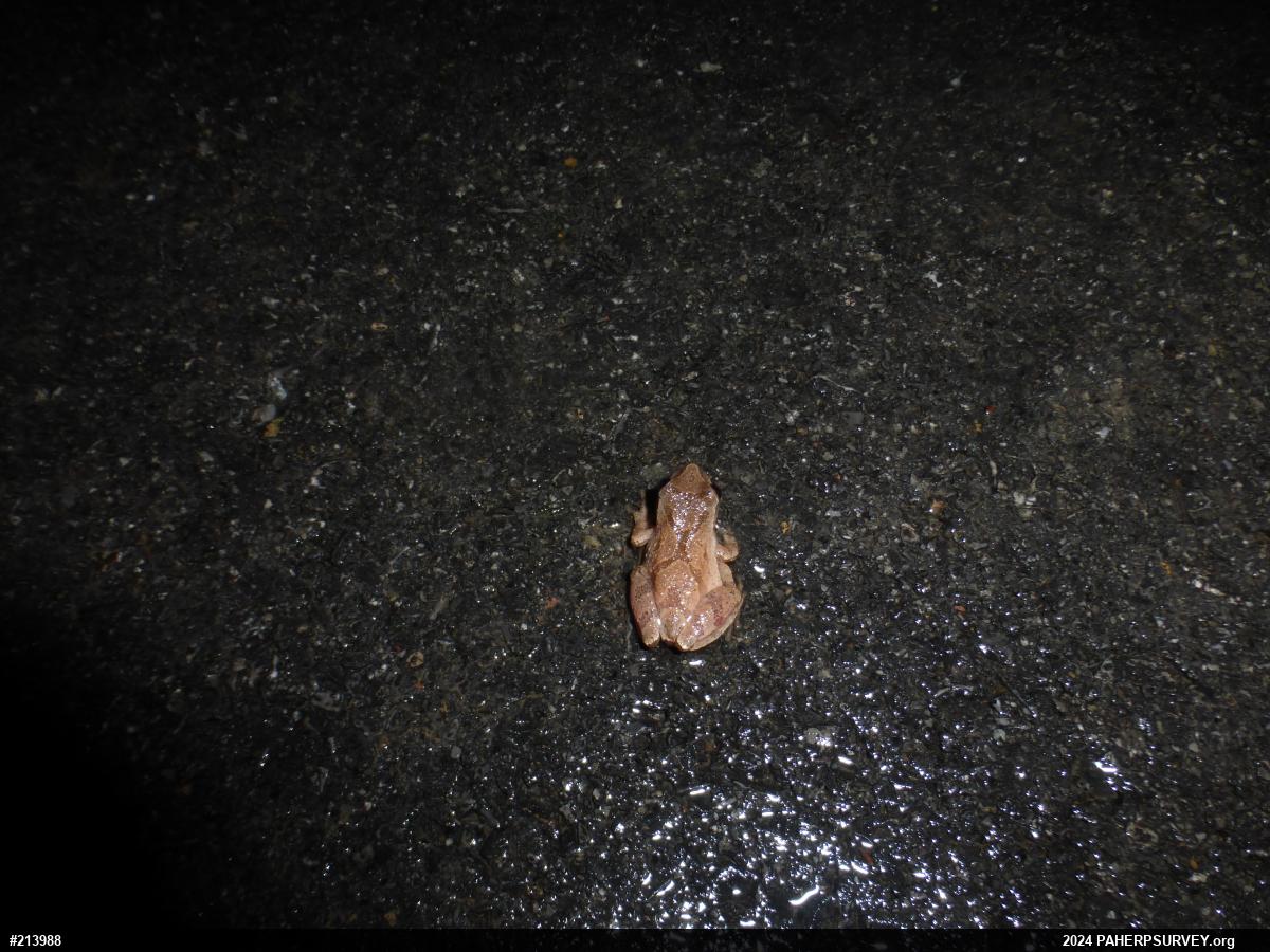 Spring Peeper